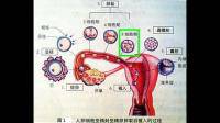 老鼠八細(xì)胞胚胎屬于什么細(xì)胞