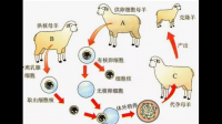 克隆出來的動物其后代還能夠進(jìn)行遺