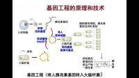 為什么可以通過(guò)基因工程把一個(gè)物種