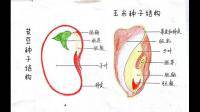 與子葉相連的部分是菜豆種子的什么，其下端是什么