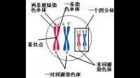 非同源染色體指的是什么？形態(tài)大小完