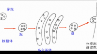 與蛋白質(zhì)運輸有關(guān)的細(xì)胞結(jié)構(gòu)有什么