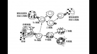 高中生物 非特異性免疫與囊泡運(yùn)輸