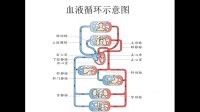 氧氣進(jìn)入人體的途徑