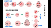 生物選修三中卵黃 卵泡細(xì)胞 卵泡 