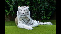 北京野生動(dòng)物園隱蔽裝置是什么