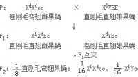 親本灰色殘翅和黑色長(zhǎng)翅的果蠅，F(xiàn)2有