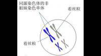 姐妹染色單體和核DNA分子是同一種