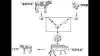 動(dòng)物體細(xì)胞核移植得到的克隆動(dòng)物的