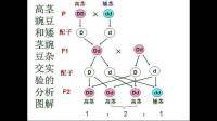 Aa自交產(chǎn)生子一代，讓子一代自由交配