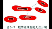 無絲分裂中有染色體的變化么