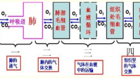 進入人體的氧氣最終在細胞的______