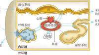 外界環(huán)境因素變化會影響內(nèi)環(huán)境穩(wěn)態(tài)