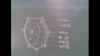 醫(yī)學細胞生物學觀察細胞的實驗報告