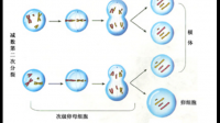 動(dòng)物繁殖與改良專業(yè)課的  有絲分裂