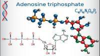 atp的生物利用度是 多少