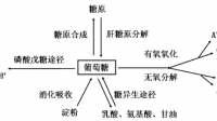 簡(jiǎn)述分別從糖原和糖的有氧氧化過(guò)程