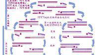 Taq聚合酶的穩(wěn)定性加速周期計(jì)算