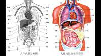 請問下面兩張圖都是人體的什么結構