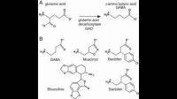 發(fā)酵法GABA和合成法GABA的區(qū)別有哪