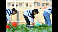 小學(xué)生的勞動如何實施