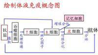 小鼠試驗(yàn)免疫球蛋白檢測方法