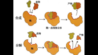 酶的結(jié)構(gòu)變化為什么有利于生化反應(yīng)