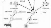 動物體細胞核移植技術(shù)激活重組細胞