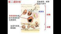 體液中的殺菌物質(zhì)和吞噬細胞