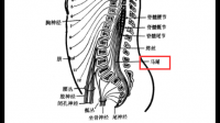 馬尾神經(jīng)完全性損傷是什么， 意思嗎？