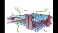 選擇透過性和細(xì)胞間的信息交流的區(qū)別